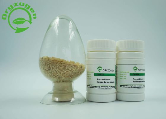 El específico del endospermo del arroz expresó la proteína humana recombinante de la albúmina TIENE sin ningún riesgo de los contaminantes