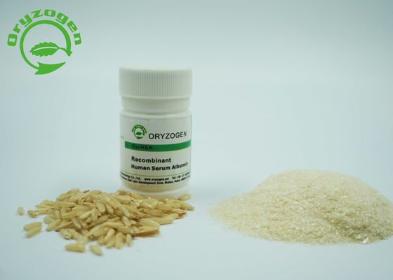 La pureza mayor de 99% recombinante TIENE polvo liofilizado rHSA 4,8 pi