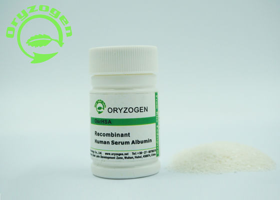 La pureza mayor de 99% recombinante TIENE polvo liofilizado rHSA 4,8 pi