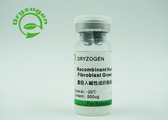 El crecimiento humano recombinante del rbFGF del bFGF de CAS 106096-93-9 descompone en factores el grano del arroz expresado