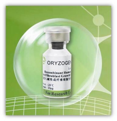 Oryza recombinante -20℃ extraído Sativa Storaged del factor del bFGF de la proteína
