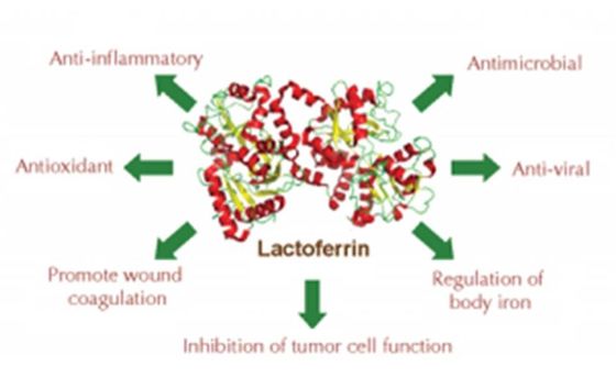 Lactoferrina recombinante Lyophiized de la mayor el de 95% pureza del anti-bacteriano con la sal inorgánica