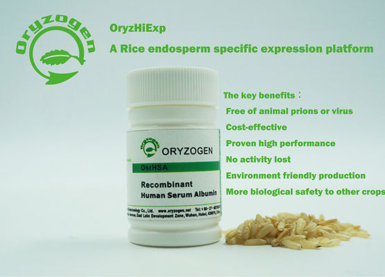 Oryzogen recombinante TIENE tiene buena proteína de la albúmina de suero de la consistencia del lote