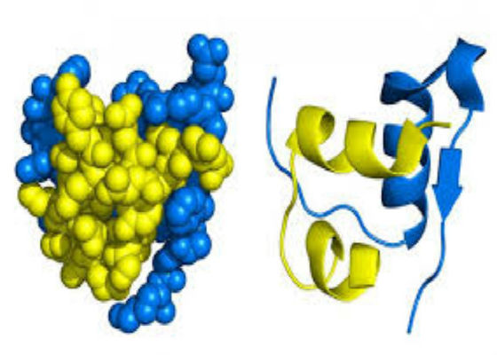 Base recombinante del servicio de la proteína de Biopharma en la plataforma de la expresión de las células del arroz