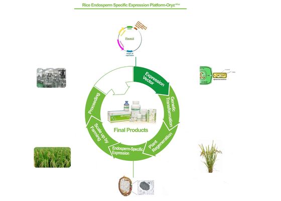 Base recombinante del servicio de la proteína de Biopharma en la plataforma de la expresión de las células del arroz