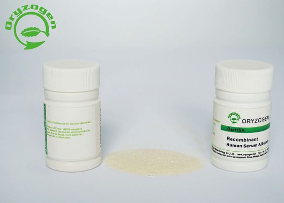 El grano del arroz expresó la albúmina de suero humana recombinante TIENE para el cultivo celular primario