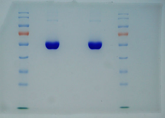 La pureza del 99% recombinante ha derivado del arroz la misma secuencia que el plasma TIENE