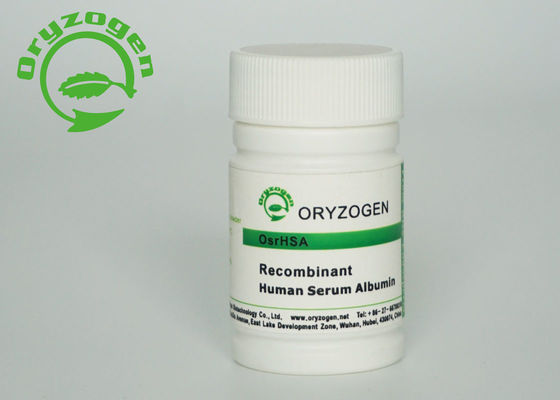 Albúmina de suero humana recombinante derivada planta 70024-90-7 para la carne cultivada