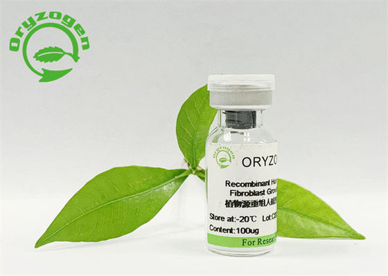 Polvo liofilizado del factor de crecimiento del bFGF de la bioactividad de la pureza del 95% alto