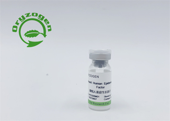 Eficacia doble EGF y componente no animal de la pureza del bFGF el 95%