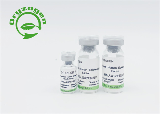Factor de crecimiento epidérmico humano de EGF y animal humano del bFGF libres ningún estímulo